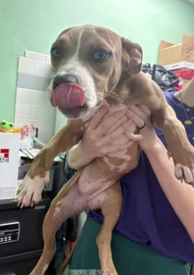 A baby medium-sized female Apricot / Beige Pit Bull Terrier dog named Mojito for adoption in Austin, TX