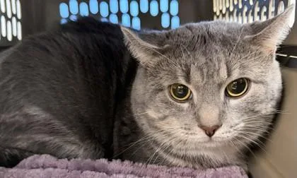 An adult medium-sized male Domestic Short Hair cat named Greg for adoption in West Chester, PA