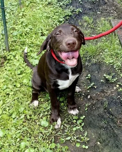 A baby large-sized female Mixed Breed dog named Fuji for adoption in Covington, LA