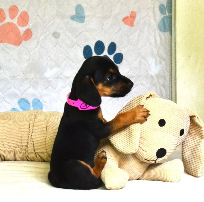 Betsy thumbnail 5