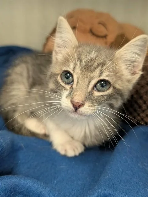 A baby medium-sized female Domestic Medium Hair cat named Rosie for adoption in Dallas, TX