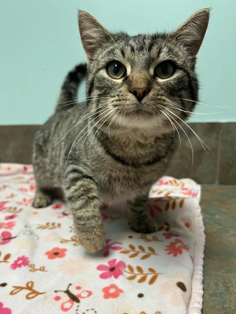 A young medium-sized male Tabby (Brown / Chocolate) Domestic Short Hair cat named Aang for adoption in Columbus, NE
