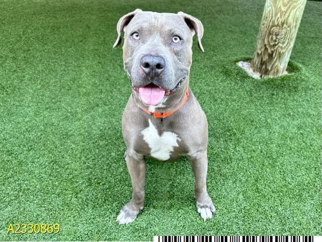A young large-sized male Mixed Breed dog named Nico for adoption in West Palm Beach, FL