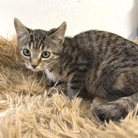 A baby small-sized male Brown / Chocolate American Shorthair cat named Weston for adoption in Mount Shasta, CA