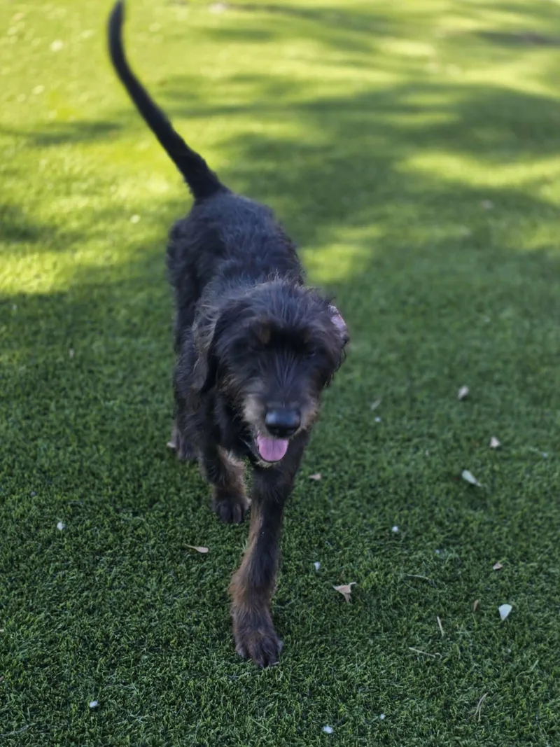 A young medium-sized male Black Bernedoodle dog named Skipper for adoption in Anderson, SC