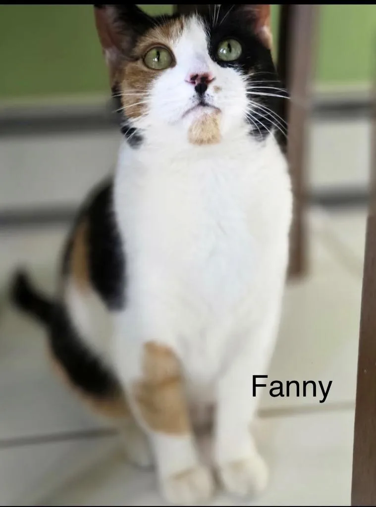 A young large-sized female Calico cat named Fanny for adoption in Ewing, NJ