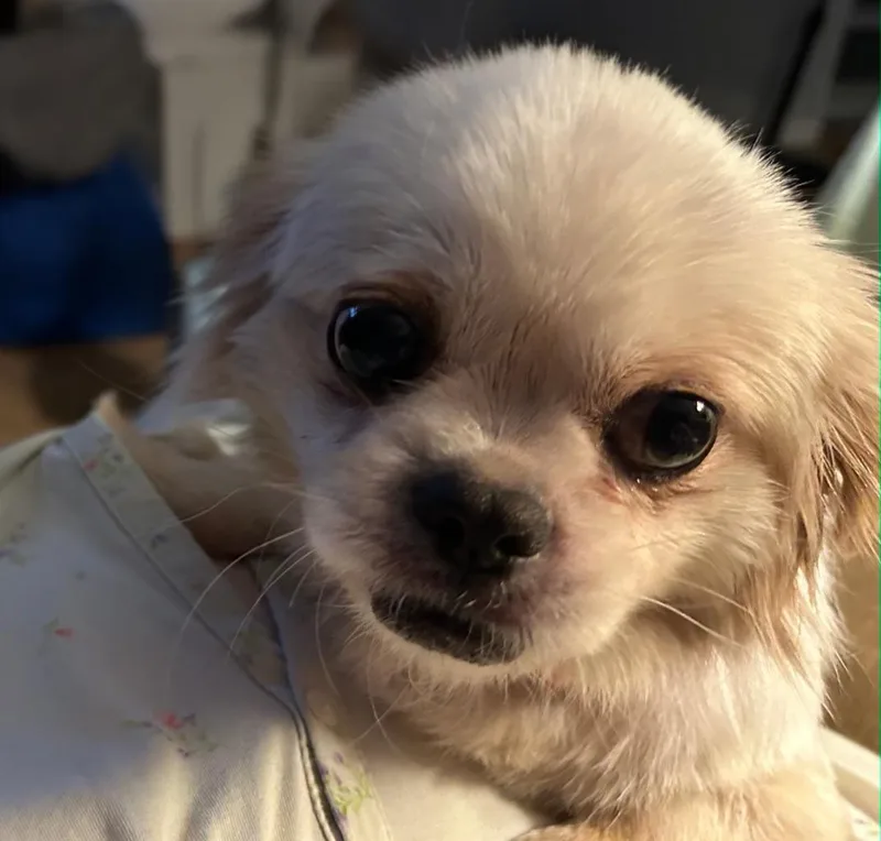 A senior small-sized female White / Cream Pekingese dog named Pearl for adoption in CORPUS CHRISTI, TX