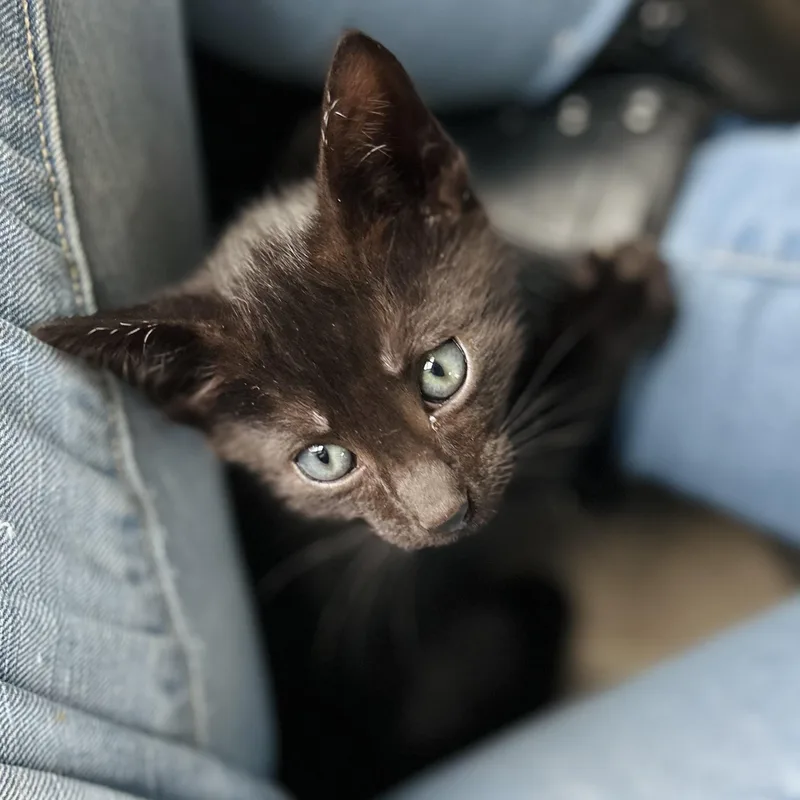 A baby small-sized male Black American Shorthair cat named Rune for adoption in Seguin, TX