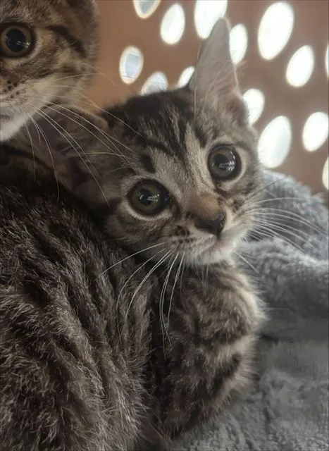 A baby small-sized female Domestic Short Hair cat named A for adoption in Fort Lauderdale, FL