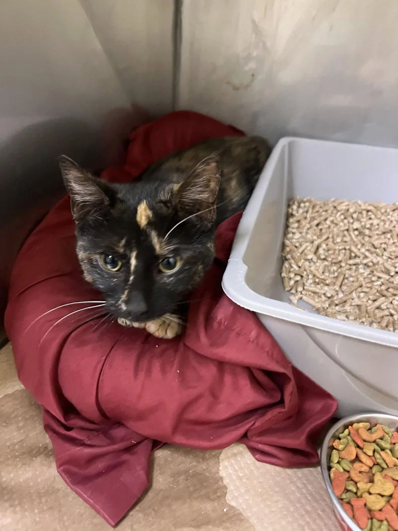 A young medium-sized female Domestic Short Hair cat named North for adoption in Trenton, NJ