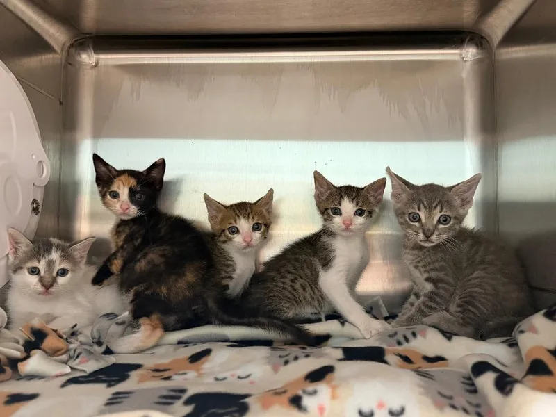 A baby small-sized female Domestic Short Hair cat named Broccoli Cheese for adoption in Cape Coral, FL