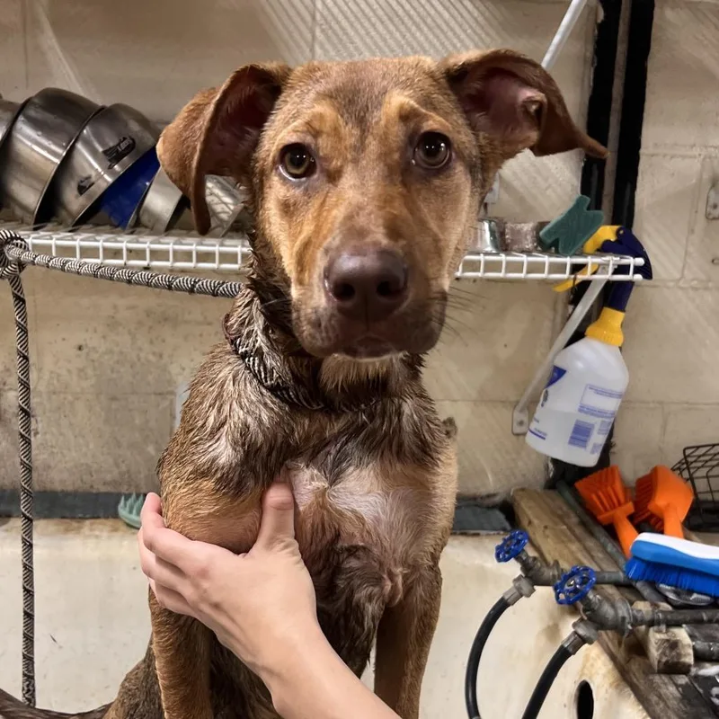A young medium-sized female Brown / Chocolate Mixed Breed dog named Roxie for adoption in Pensacola, FL