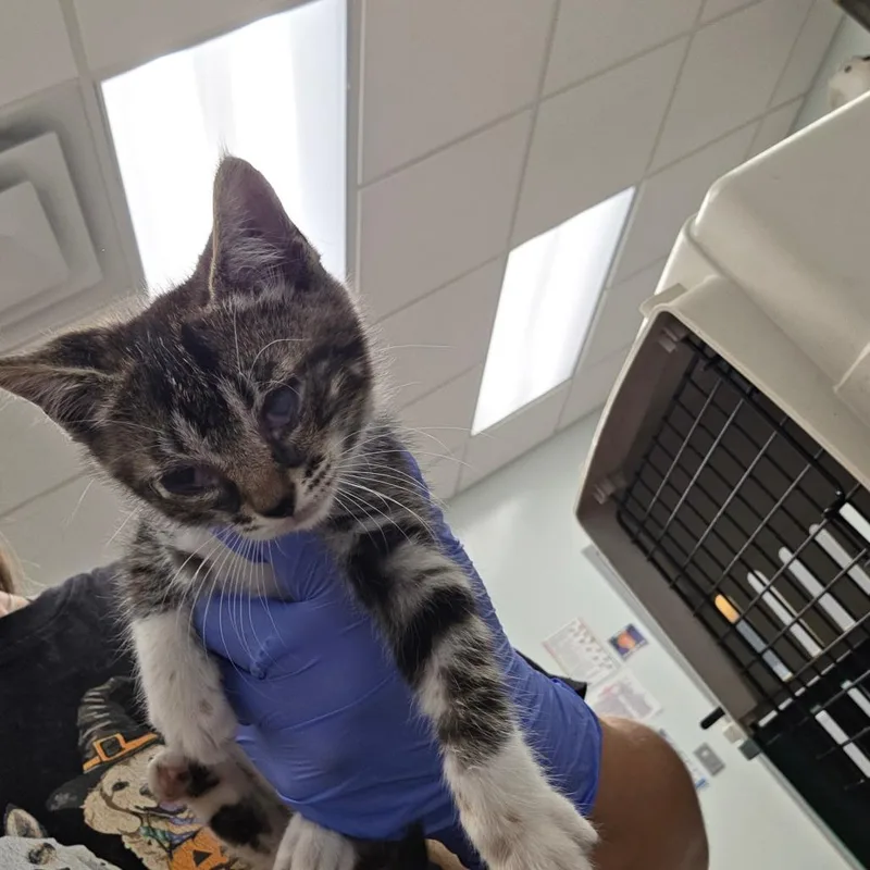 A baby small-sized male Gray / Blue / Silver Domestic Short Hair cat named Cilantro for adoption in Chattanooga, TN