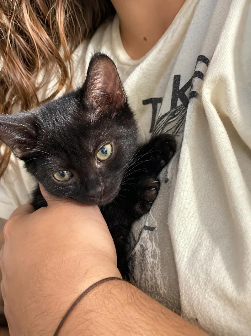 A baby small-sized female Domestic Short Hair cat named Nebula for adoption in Rio Linda, CA