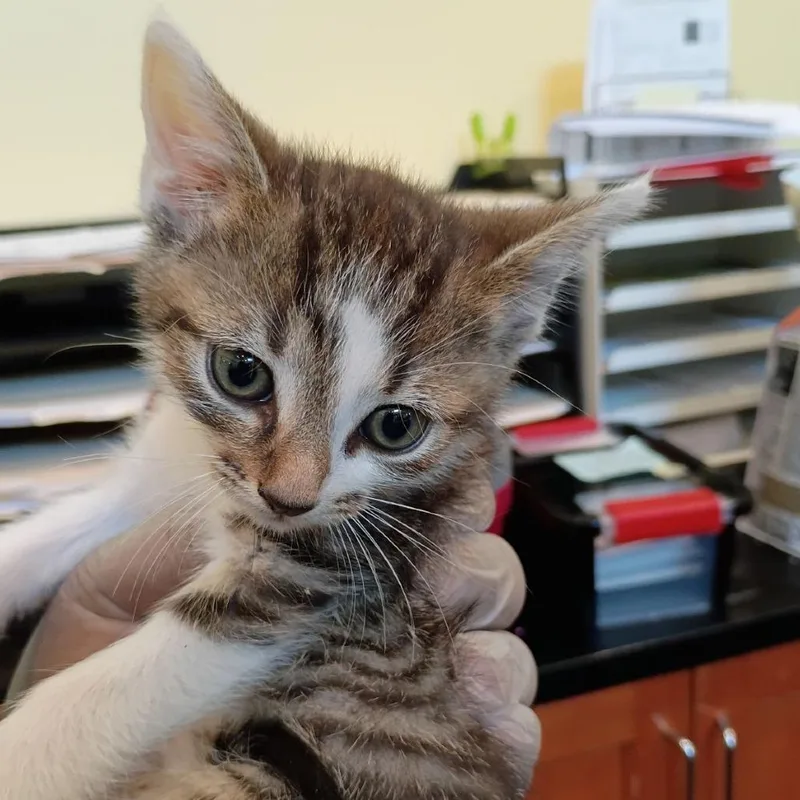 A baby small-sized male Brown / Chocolate Domestic Short Hair cat named Tres for adoption in Lynchburg, VA