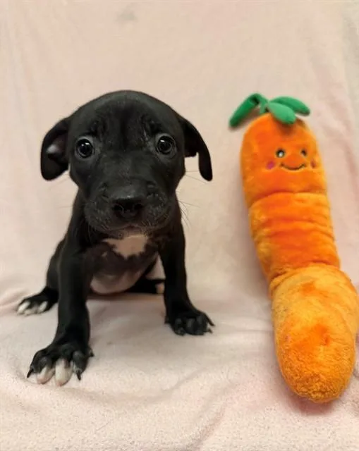 A baby small-sized female Boxer dog named Azula for adoption in Castaic, CA