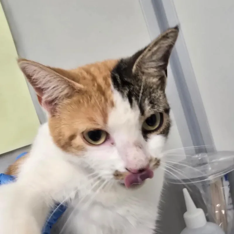 A young medium-sized female Domestic Short Hair cat named Jinx for adoption in Concord, NC