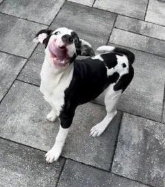A baby medium-sized female White / Cream Mixed Breed dog named Moocow for adoption in Longwood, FL