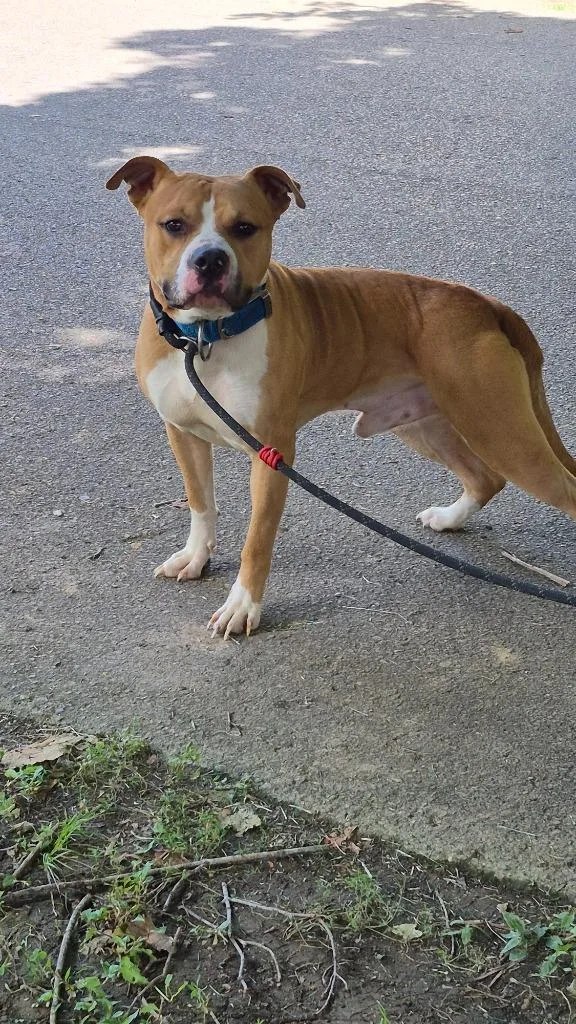 An adult large-sized male Staffordshire Bull Terrier dog named Emmett Eddy for adoption in Hopkinsville, KY