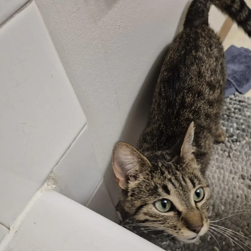 An adult small-sized female Brown / Chocolate Domestic Short Hair cat named Found at the Gates for adoption in Rochester, MN