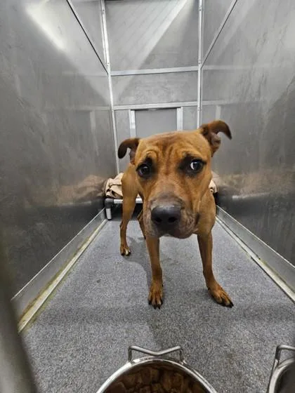 An adult medium-sized female Mixed Breed dog named Monarch for adoption in West Chester, PA