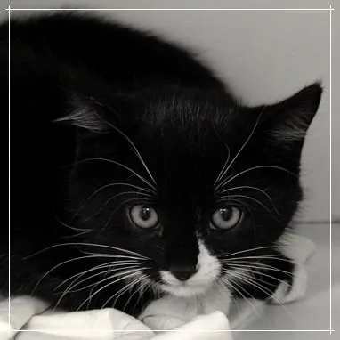 A baby small-sized male Domestic Short Hair cat named Curtis for adoption in Voorhees, NJ