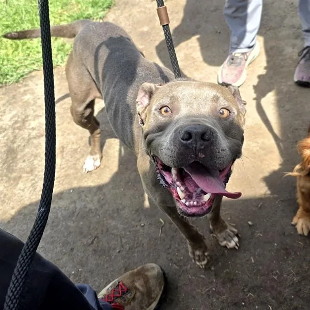 A young medium-sized female Pit Bull Terrier dog named Polly for adoption in Long Beach, CA