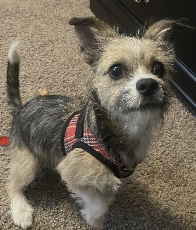 A baby small-sized female Terrier dog named Mari for adoption in Houston, TX