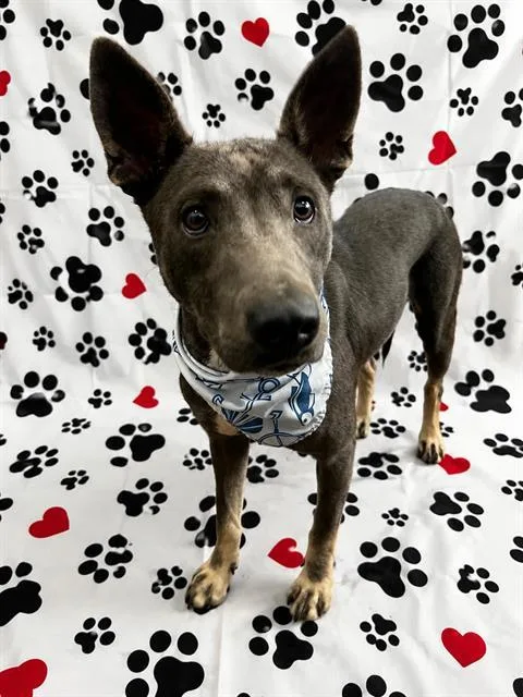 A young large-sized female Mixed Breed dog named Bella for adoption in Dallas, TX