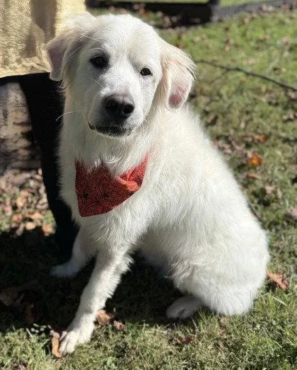 An adult extra large-sized female Great Pyrenees dog named Luna for adoption in Midland, VA