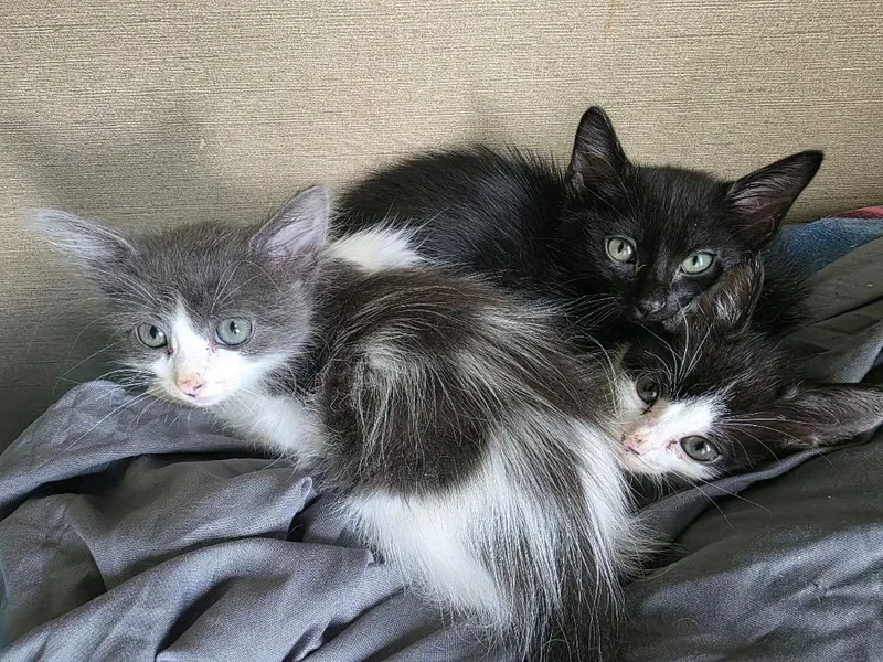 A baby medium-sized male Domestic Medium Hair cat named Daxton for adoption in Sorrento, LA