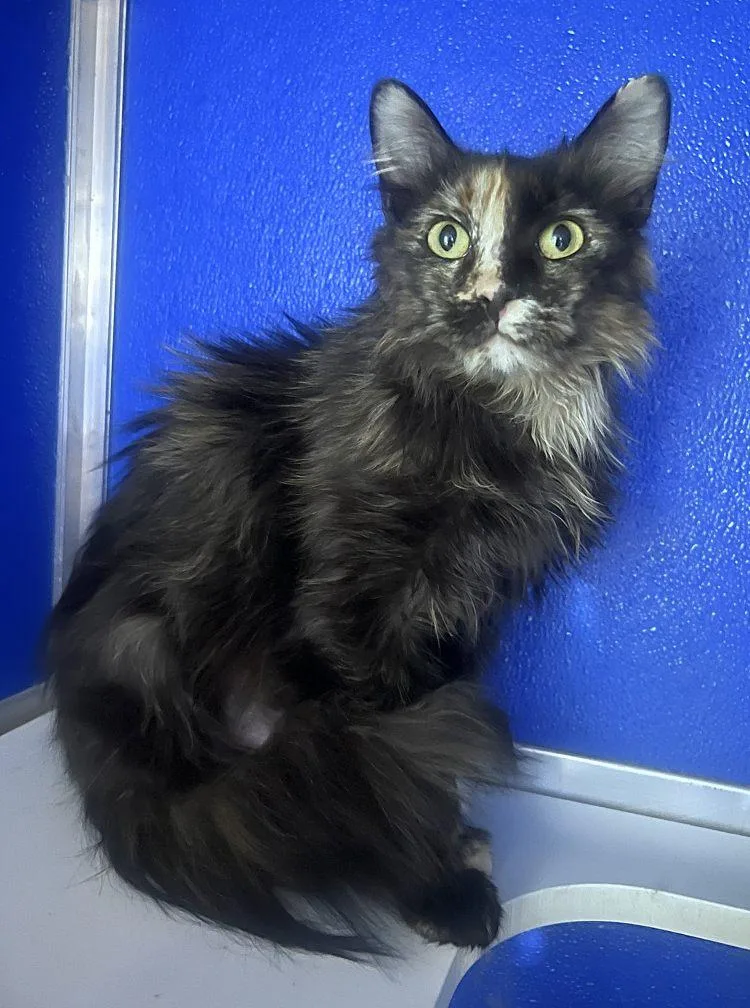 An adult medium-sized female Domestic Medium Hair cat named Gift Trap for adoption in Colorado Springs, CO