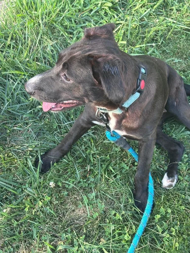 A baby medium-sized female Black Retriever dog named Mia for adoption in Valley Stream, NY