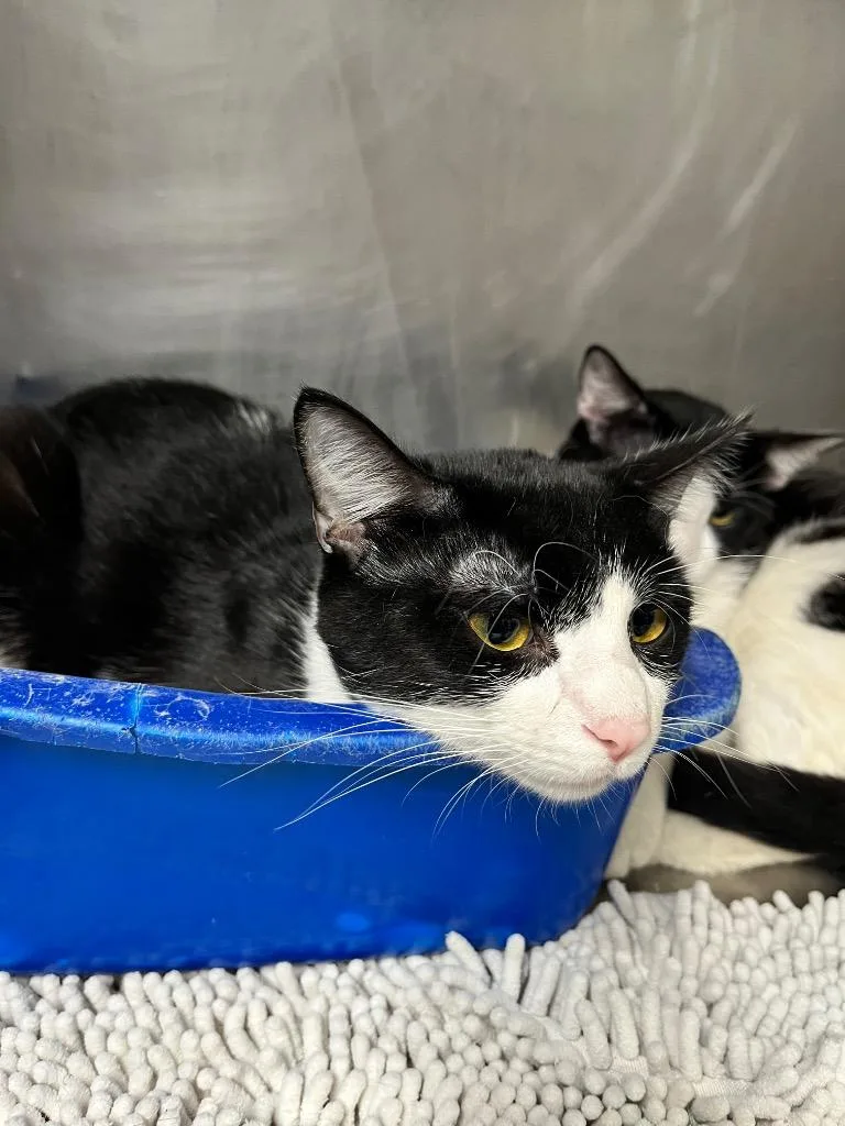 A young large-sized female Domestic Short Hair cat named Lola for adoption in Hopkinsville, KY