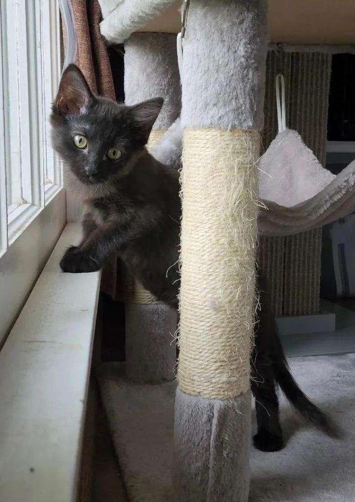 Betty Boop thumbnail 5