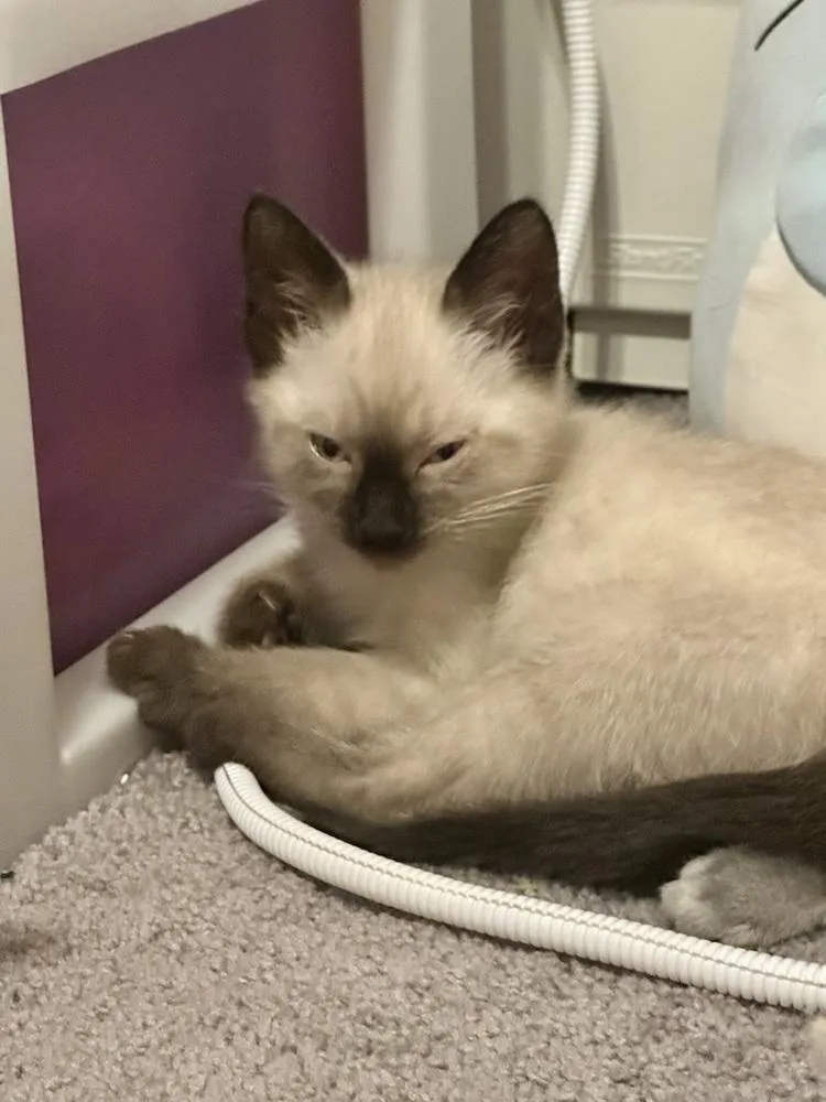 A baby small-sized male Buff / Tan / Fawn Siamese cat named Smokey for adoption in Patchogue, NY