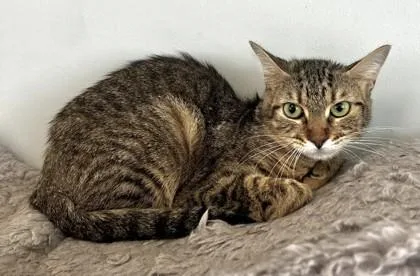 An adult small-sized female Domestic Short Hair cat named Lisa for adoption in West Chester, PA