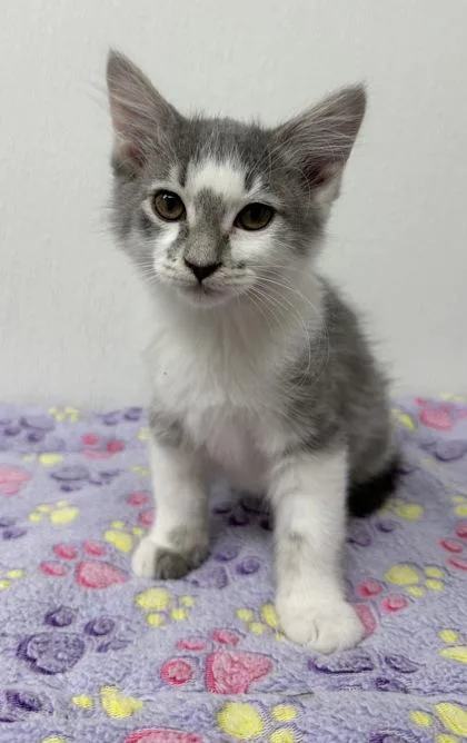 A young small-sized female Domestic Short Hair cat named Mayor Jellybean for adoption in Phoenix, AZ