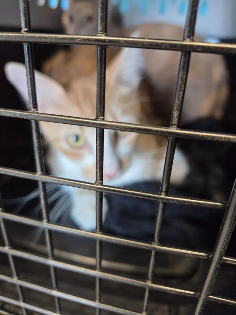 An adult small-sized male Domestic Short Hair cat named Hercules for adoption in Bossier City, LA