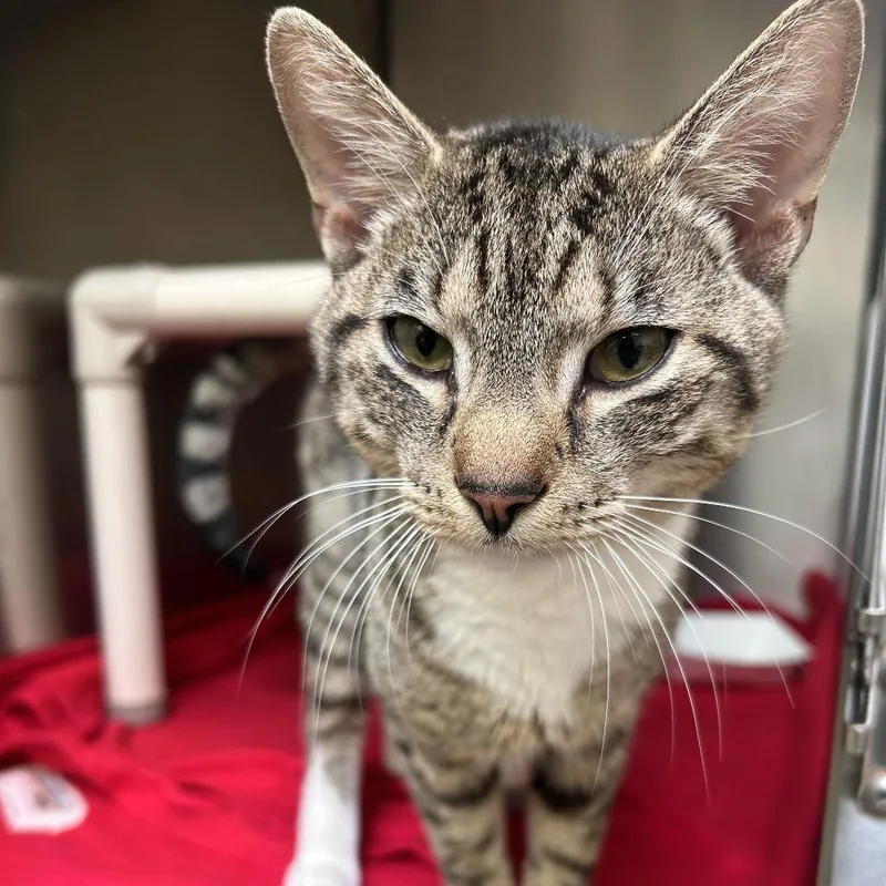 A young medium-sized male Brown / Chocolate Domestic Short Hair cat named Hobo for adoption in Perkiomenville, PA