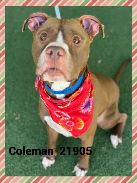 An adult medium-sized male Brown / Chocolate Pit Bull Terrier dog named Coleman for adoption in Marietta, GA