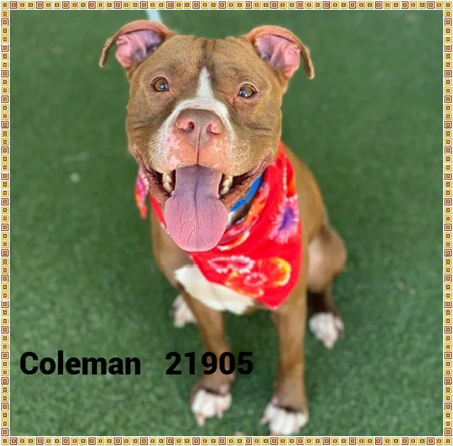 Coleman thumbnail 4