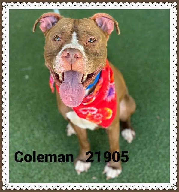 Coleman thumbnail 5