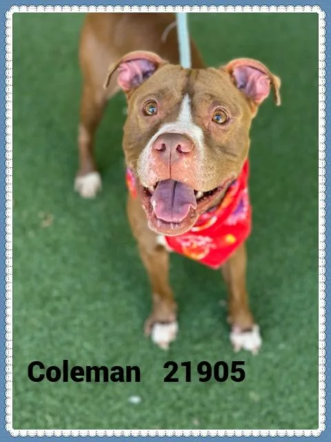 Coleman thumbnail 6