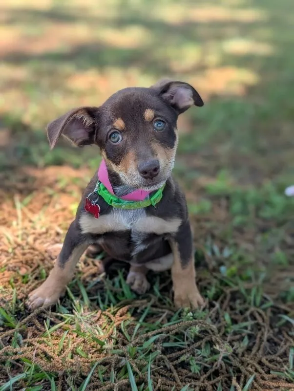 A baby small-sized female Brown / Chocolate Feist dog named Linda for adoption in Aiken, SC