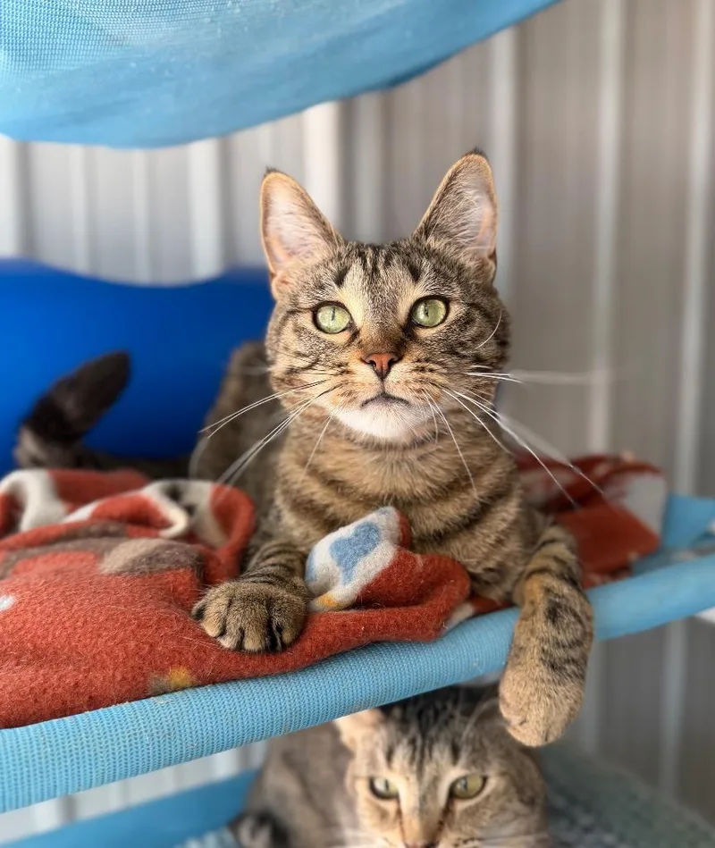 A young medium-sized female Domestic Short Hair cat named Sativa herpes Long for adoption in Pierceton, IN