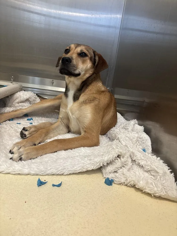 A young medium-sized female Brown / Chocolate Black Mouth Cur dog named Piggy for adoption in Kalamazoo, MI