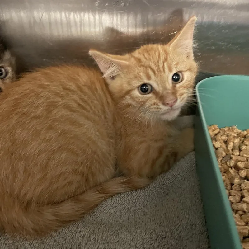 A baby small-sized male Orange / Red Domestic Short Hair cat named Chaz for adoption in Port Charlotte, FL