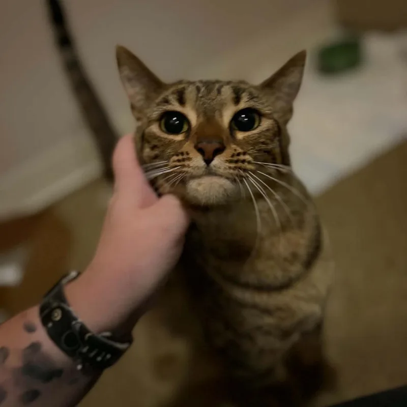 An adult small-sized female Domestic Short Hair cat named Miso for adoption in Milan, IL