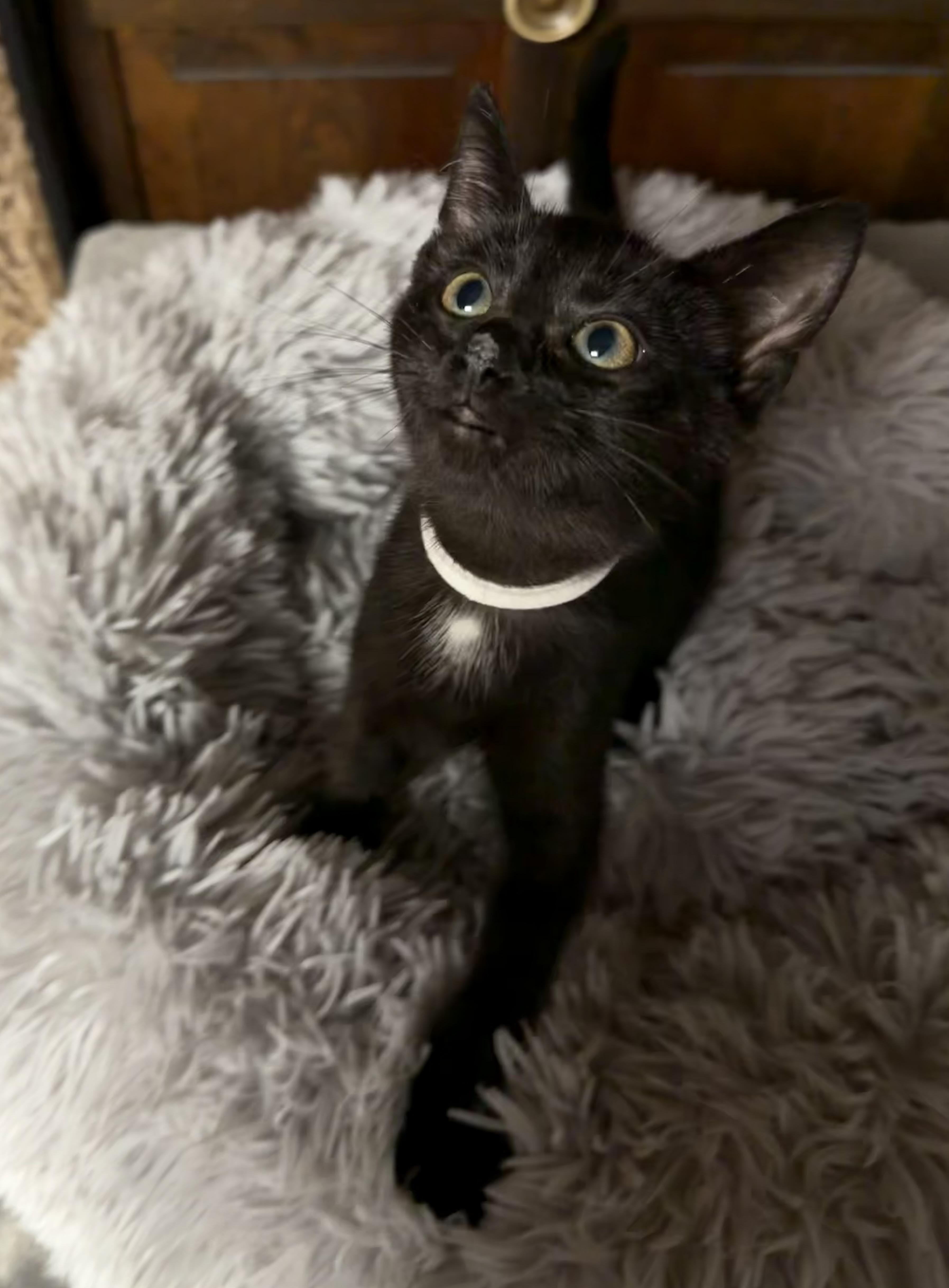 A baby medium-sized female Black Domestic Short Hair cat named Victoria for adoption in BUTLER, PA